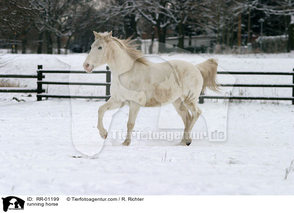 trabender Appaloosa / running horse / RR-01199