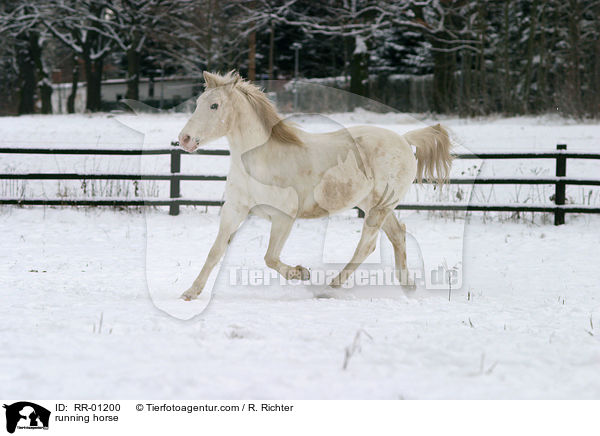 trabender Appaloosa / running horse / RR-01200