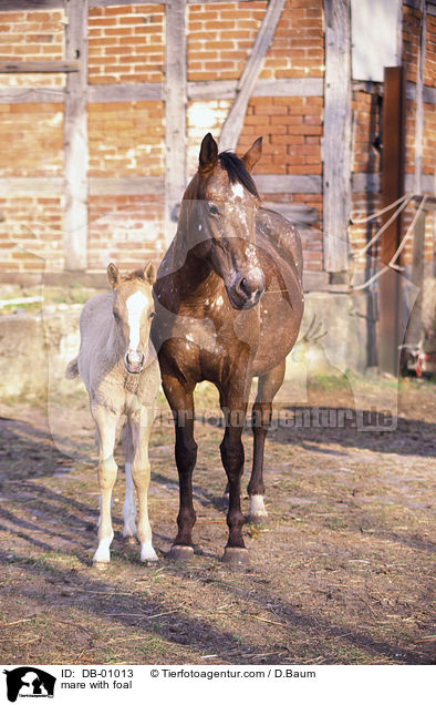 Appaloosa Stute mit Fohlen / mare with foal / DB-01013