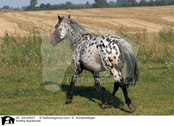 trotting Appaloosa / SS-04947