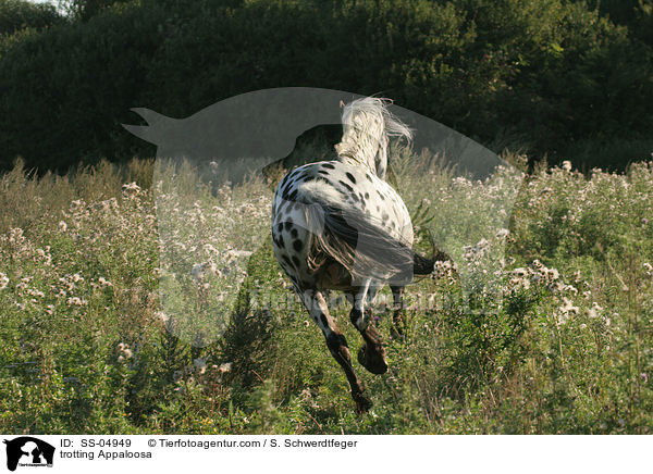 trabender Appaloosa / trotting Appaloosa / SS-04949