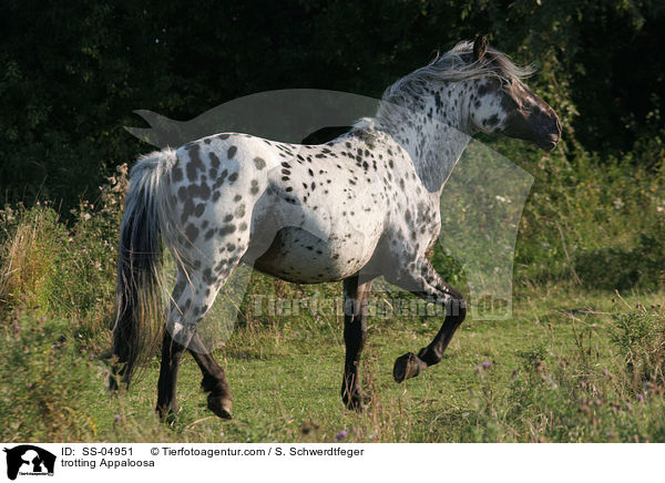 trabender Appaloosa / trotting Appaloosa / SS-04951