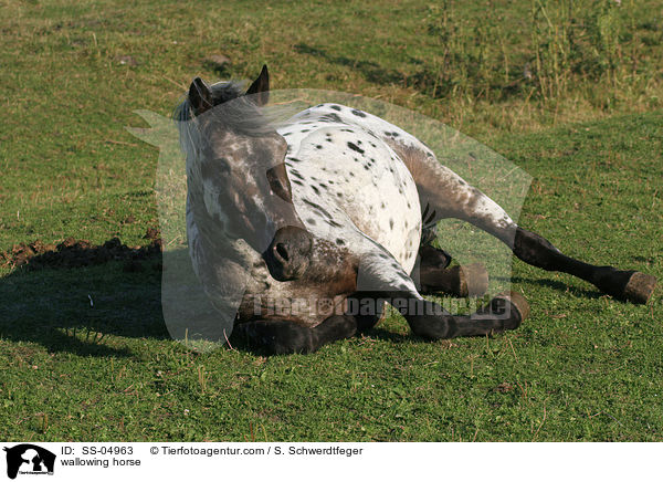 wlzendes Pferd / wallowing horse / SS-04963