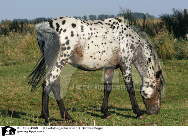 grasender Appaloosa / grazing Appaloosa / SS-04968