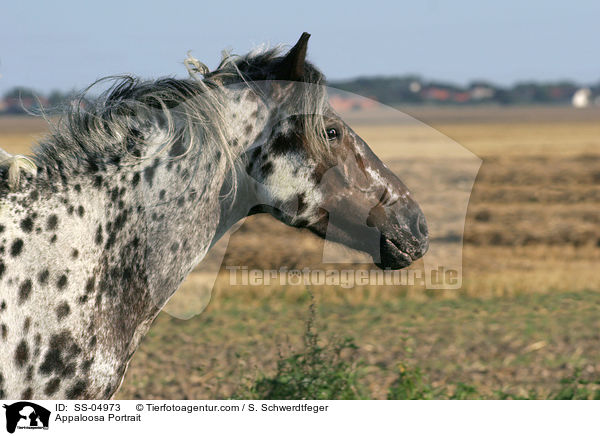 Appaloosa Portrait / Appaloosa Portrait / SS-04973