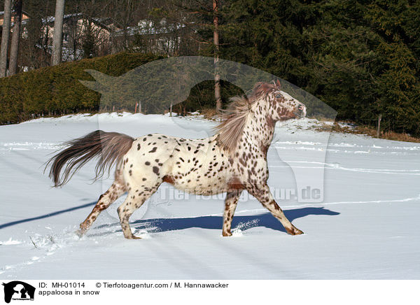 Appaloosa im Schnee / appaloosa in snow / MH-01014