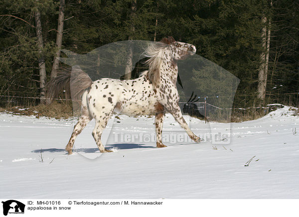 appaloosa in snow / MH-01016