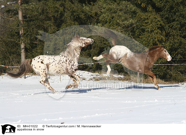 Appaloosa im Schnee / appaloosa in snow / MH-01022