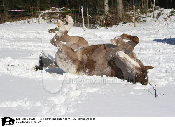 Appaloosa im Schnee / appaloosa in snow / MH-01026