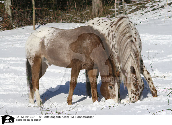 Appaloosa im Schnee / appaloosa in snow / MH-01027