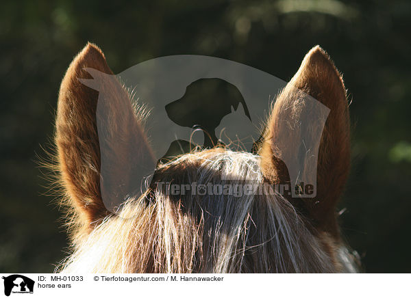 Pferdeohren / horse ears / MH-01033