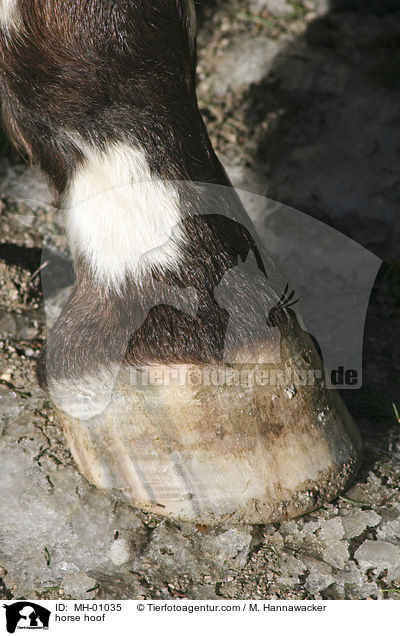 Pferdehuf / horse hoof / MH-01035
