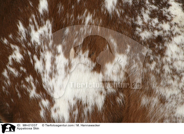 Appaloosa Fell / Appaloosa Skin / MH-01037