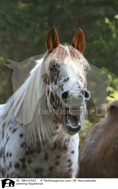 ghnender Appaloosa / yawning Appaloosa / MH-01043