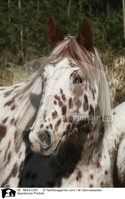 Appaloosa Portrait / Appaloosa Portrait / MH-01057