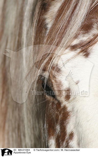 Appaloosa Auge / Appaloosa Eye / MH-01064