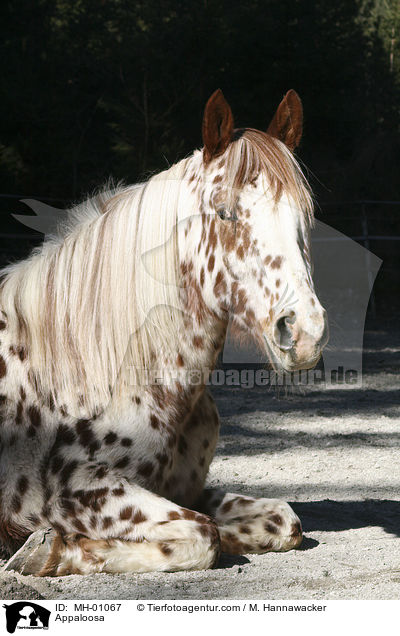 Appaloosa / Appaloosa / MH-01067