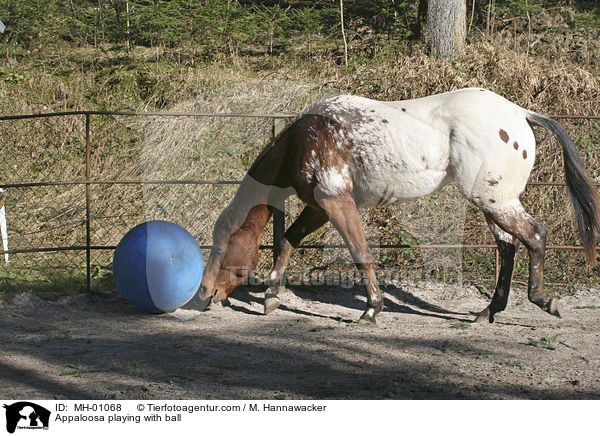 Appaloosa spielt mit Ball / Appaloosa playing with ball / MH-01068