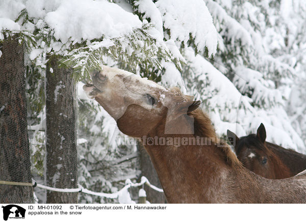 Appaloosa im Schnee / appaloosa in the snow / MH-01092