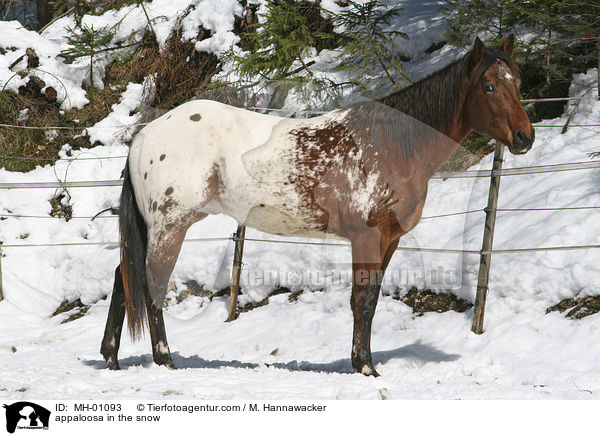 appaloosa in the snow / MH-01093