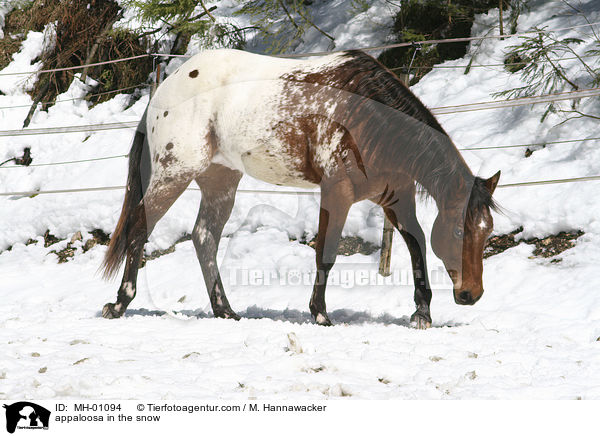 appaloosa in the snow / MH-01094