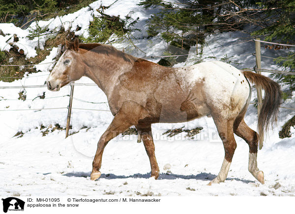 appaloosa in the snow / MH-01095