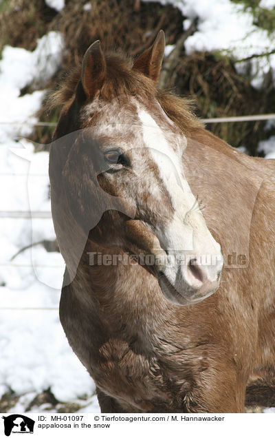 appaloosa in the snow / MH-01097