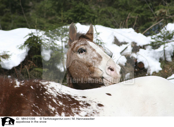 appaloosa in the snow / MH-01098
