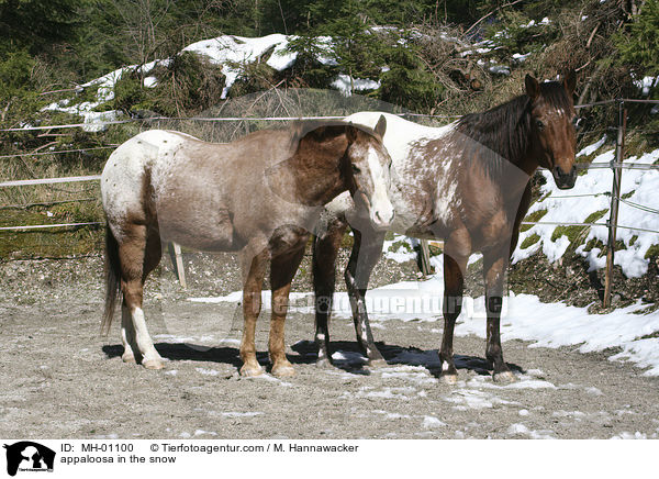 appaloosa in the snow / MH-01100