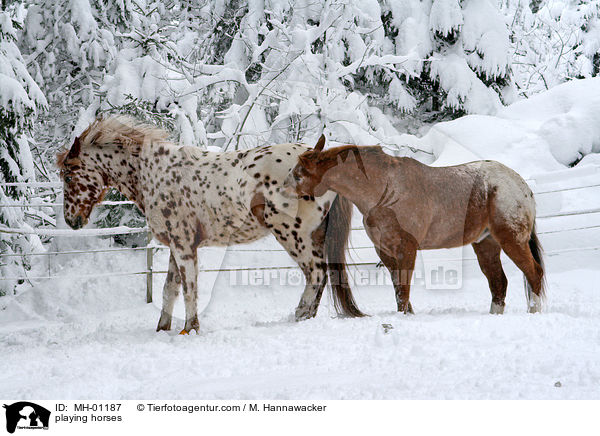 spielende Appaloosas / playing horses / MH-01187