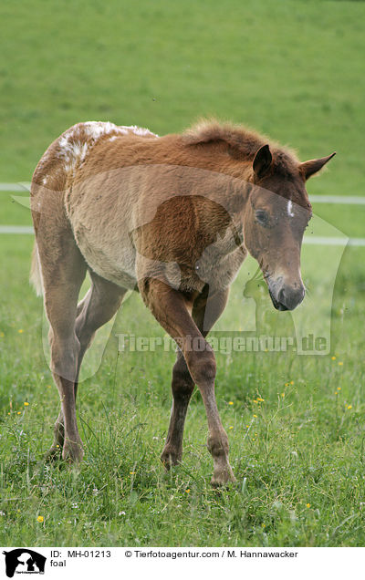 foal / MH-01213