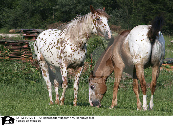 horses on meadow / MH-01284