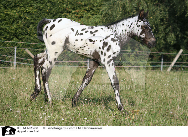Appaloosa Fohlen / Appaloosa foal / MH-01288