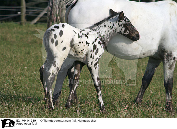 Appaloosa Fohlen / Appaloosa foal / MH-01289