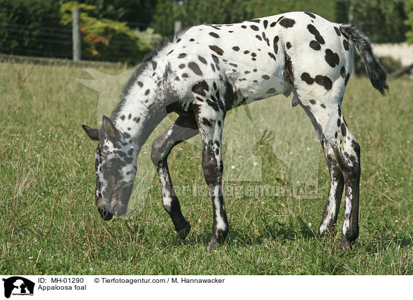 Appaloosa Fohlen / Appaloosa foal / MH-01290