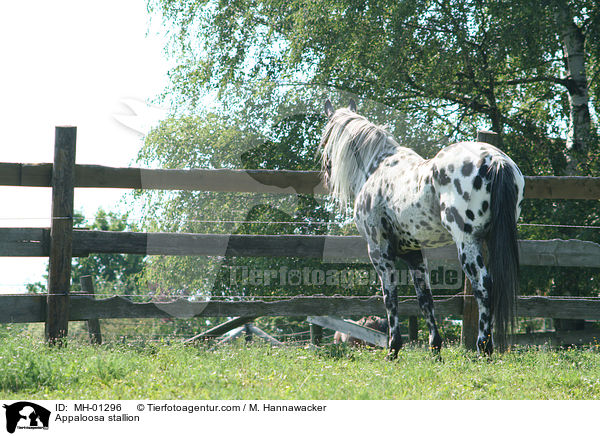 Appaloosa Hengst / Appaloosa stallion / MH-01296