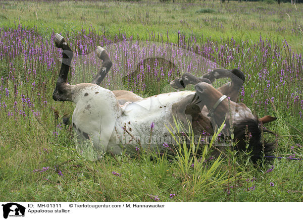 Appaloosa Hengst / Appaloosa stallion / MH-01311