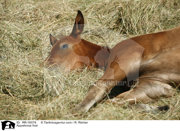 Appaloosa foal / RR-16078