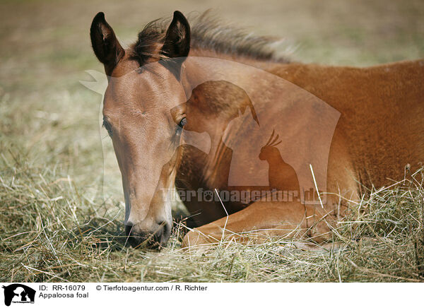 Appaloosa foal / RR-16079