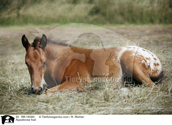 Appaloosa foal / RR-16080