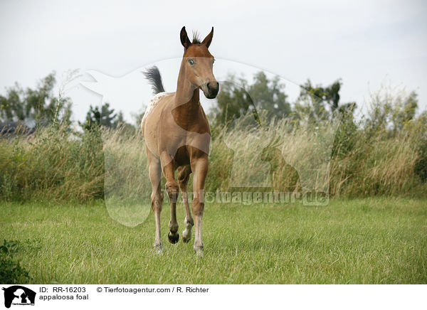 Appaloosa Fohlen / appaloosa foal / RR-16203