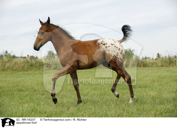 Appaloosa Fohlen / appaloosa foal / RR-16207