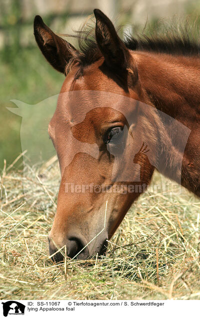 lying Appaloosa foal / SS-11067