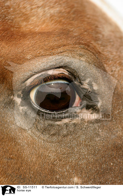 Pferdeauge / horse eye / SS-11511