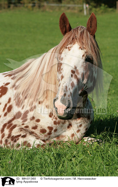 liegender Appaloosa / lying Appaloosa / MH-01360