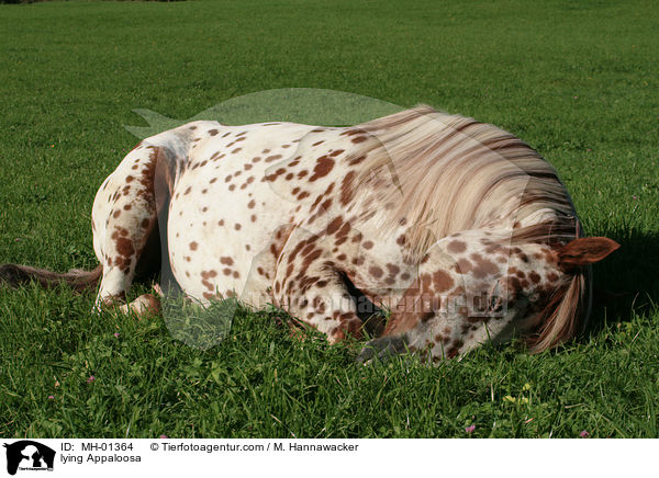 liegender Appaloosa / lying Appaloosa / MH-01364
