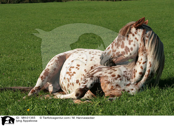 liegender Appaloosa / lying Appaloosa / MH-01365