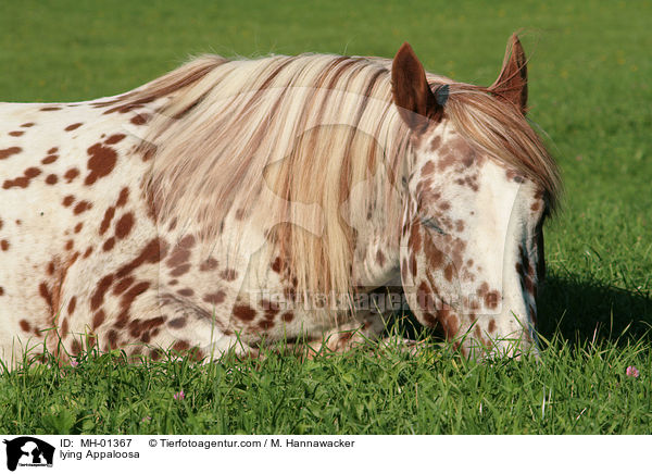 liegender Appaloosa / lying Appaloosa / MH-01367