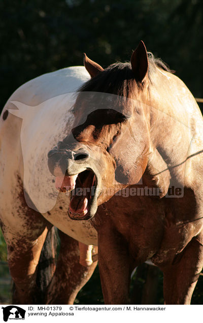 ghnender Appaloosa / yawning Appaloosa / MH-01379