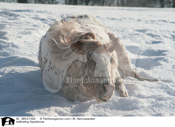 wallowing Appaloosa / MH-01392